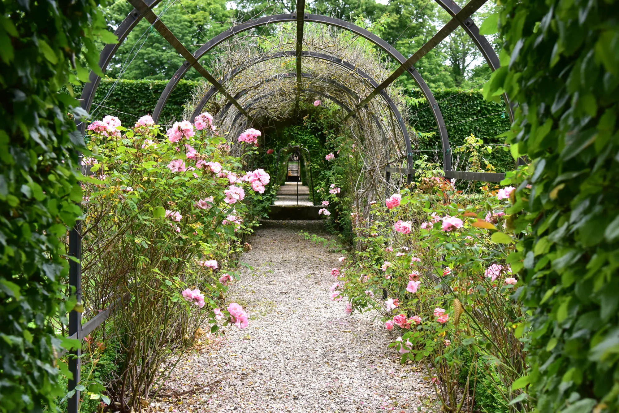 The rose pergola in the park, a gravel path down the middle